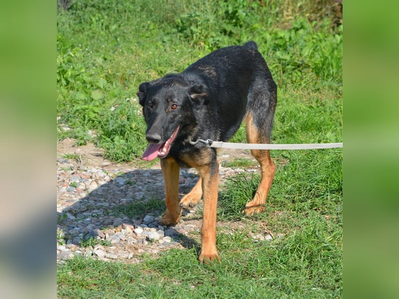 "Bonny"- Aktive Hündin, ca. 2022 geboren, sehr lieb, menschenbezogen und anhänglich