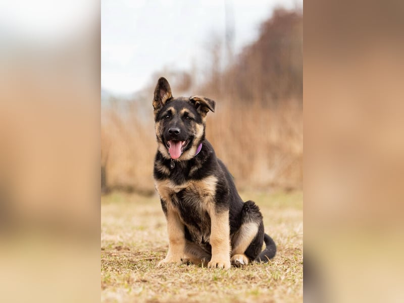 Verspielte Samantha sucht ihre Familie