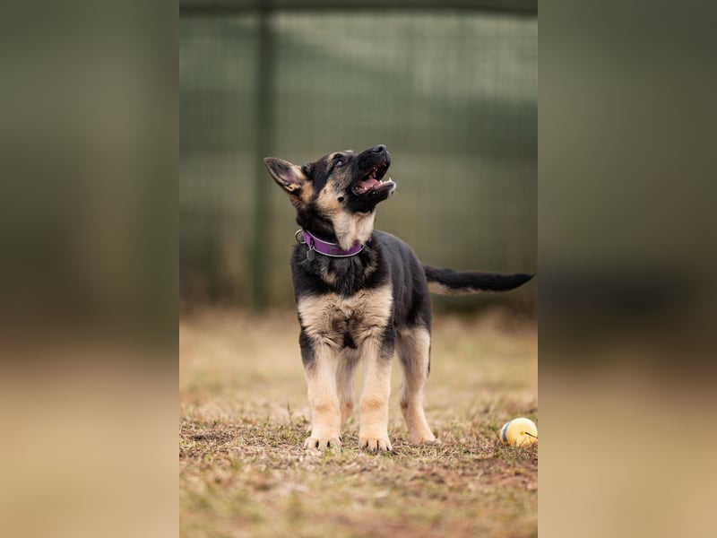 Verspielte Samantha sucht ihre Familie