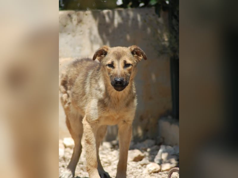Schüchterne Olga Schäferhund Mischling sucht ein Zuhause