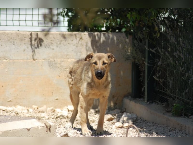 Schüchterne Olga Schäferhund Mischling sucht ein Zuhause