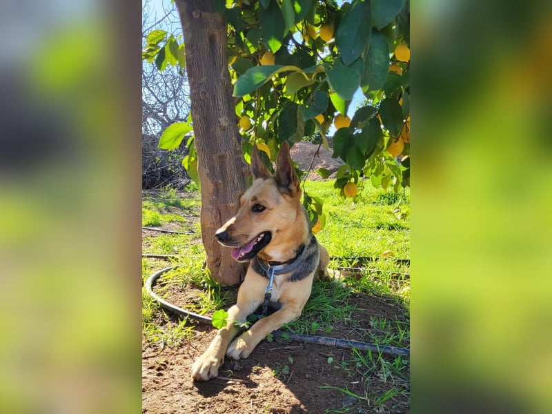 Perla, sucht ihre Familie