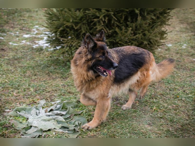 NERJA - die aufgeschlossene und freundliche Schäferhund-Mix-Dame sucht ihr eigenes liebes Zuhause