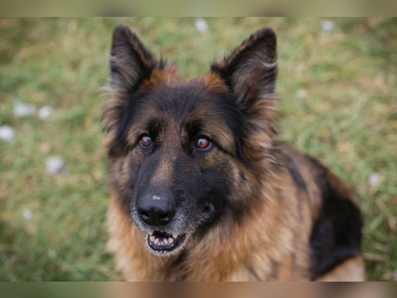 NERJA - die aufgeschlossene und freundliche Schäferhund-Mix-Dame sucht ihr eigenes liebes Zuhause