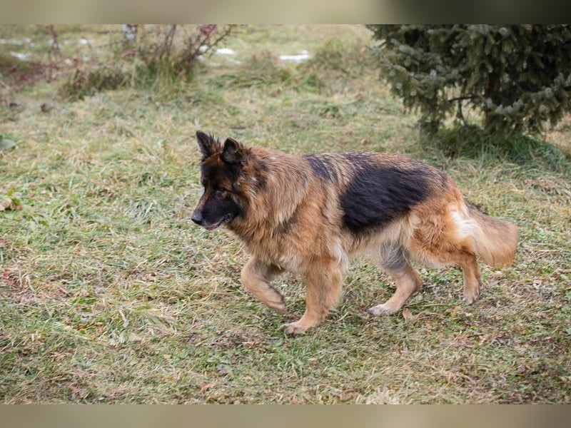 NERJA - die aufgeschlossene und freundliche Schäferhund-Mix-Dame sucht ihr eigenes liebes Zuhause