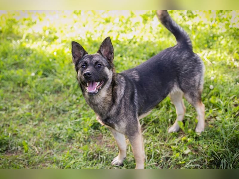TATZEL - die hübsche Maus sucht eine eigene liebe Familie!