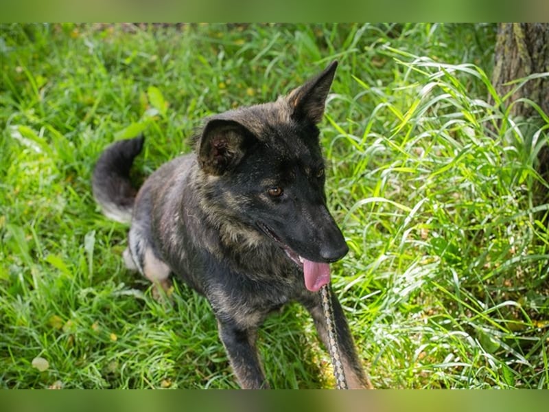 SUNNY - Schäferhundmischling - Wer mag mit mir kuscheln, spielen und lernen?