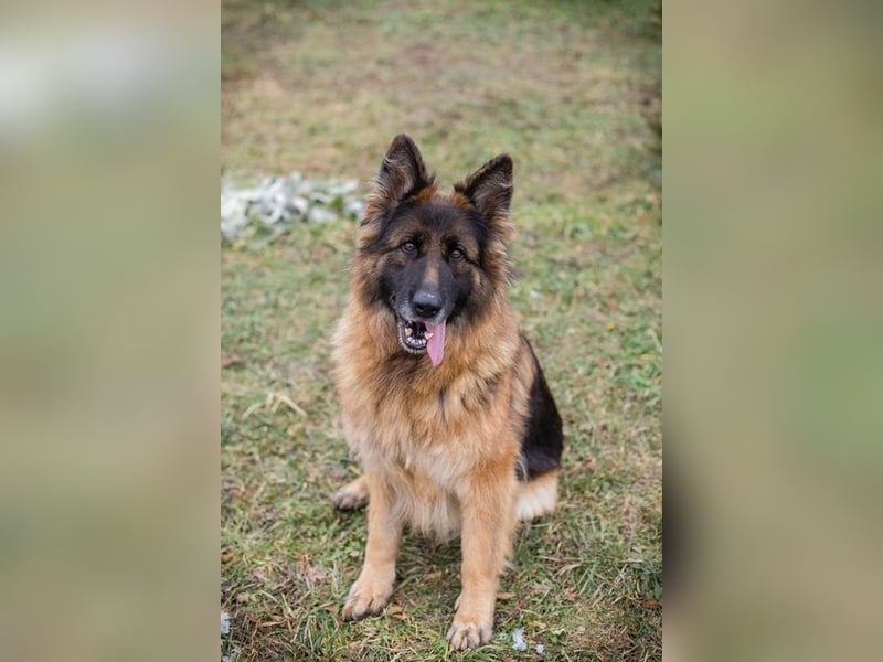 NERJA - die aufgeschlossene und freundliche Schäferhund-Mix-Dame sucht ihr eigenes liebes Zuhause