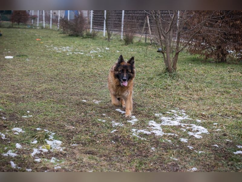 NERJA - die aufgeschlossene und freundliche Schäferhund-Mix-Dame sucht ihr eigenes liebes Zuhause