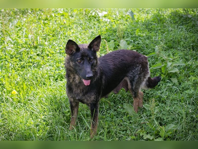 SUNNY - Schäferhundmischling - Wer mag mit mir kuscheln, spielen und lernen?