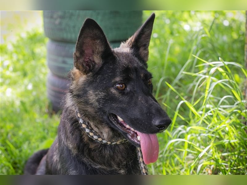 SUNNY - Schäferhundmischling - Wer mag mit mir kuscheln, spielen und lernen?