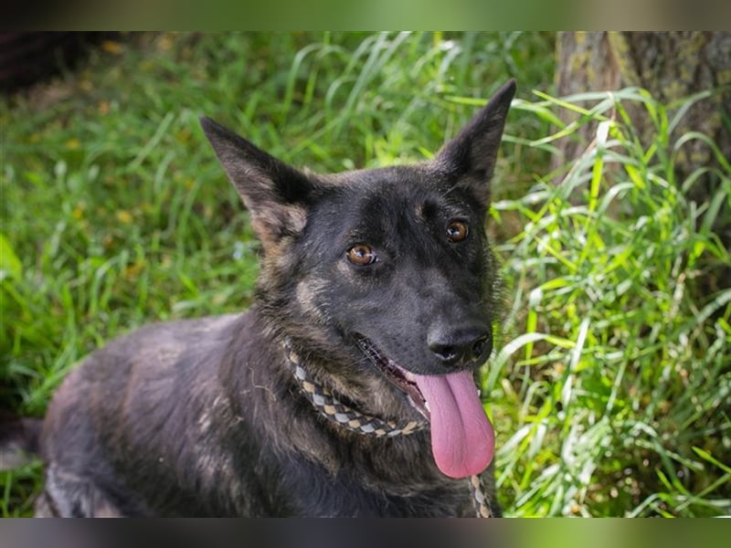 SUNNY - Schäferhundmischling - Wer mag mit mir kuscheln, spielen und lernen?
