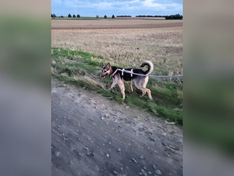DYANARA - die anhängliche, gelehrige hübsche Maus sucht ein liebevolles Für-Immer Zuhause