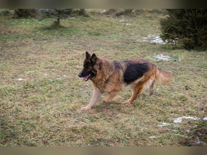 NERJA - die aufgeschlossene und freundliche Schäferhund-Mix-Dame sucht ihr eigenes liebes Zuhause