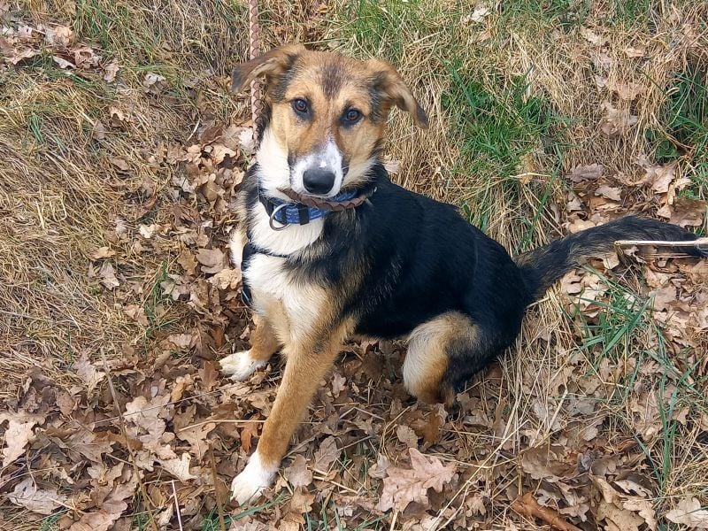 Schäferhund-Collie-Mix Junghündin "Fleur" sucht ein Zuhause