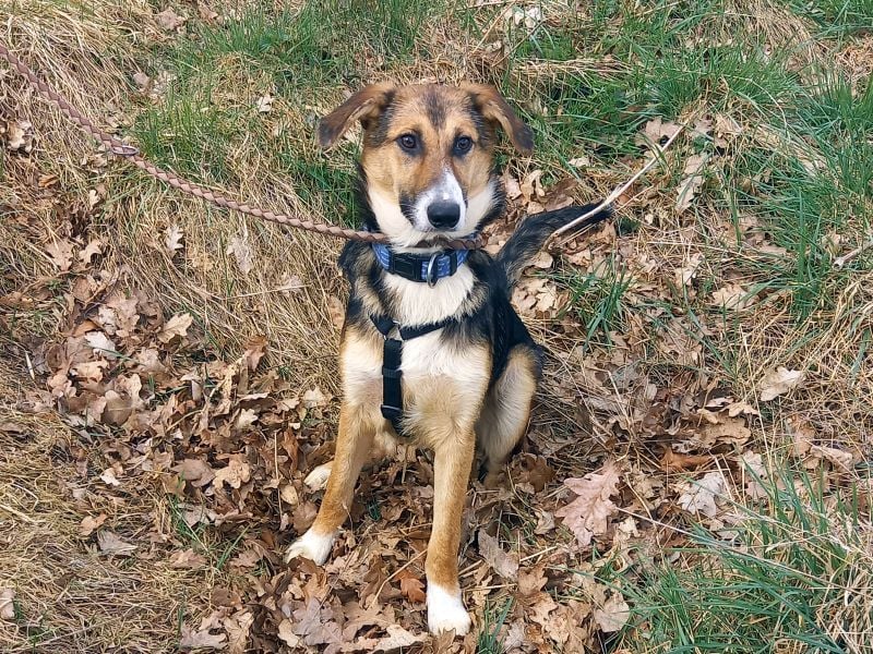 Schäferhund-Collie-Mix Junghündin "Fleur" sucht ein Zuhause