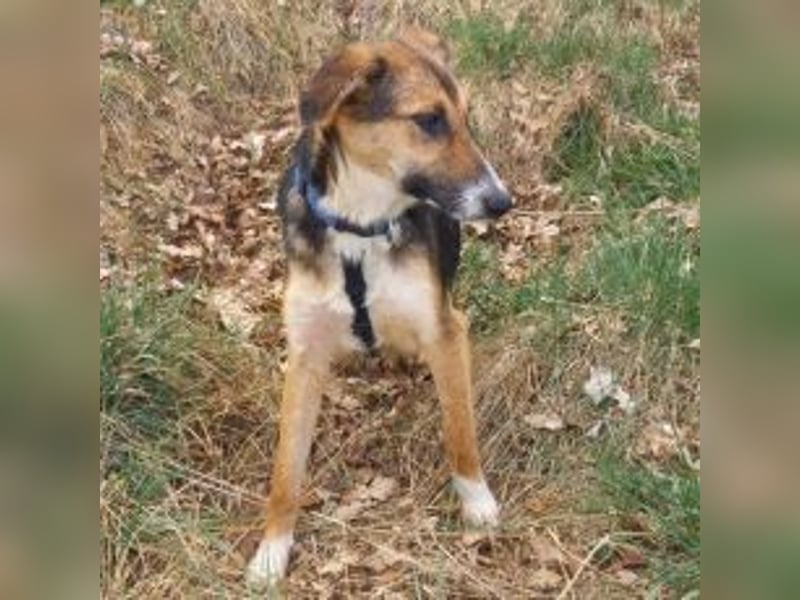Schäferhund-Collie-Mix Junghündin "Fleur" sucht ein Zuhause