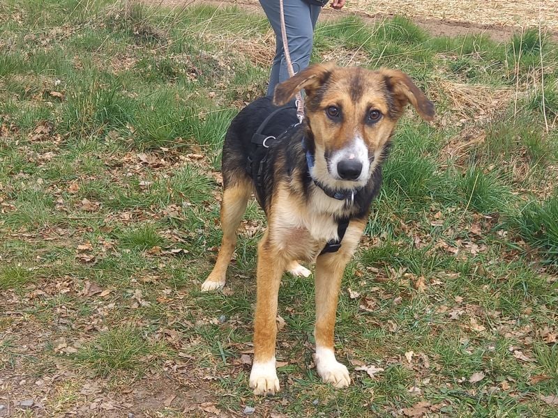 Schäferhund-Collie-Mix Junghündin "Fleur" sucht ein Zuhause