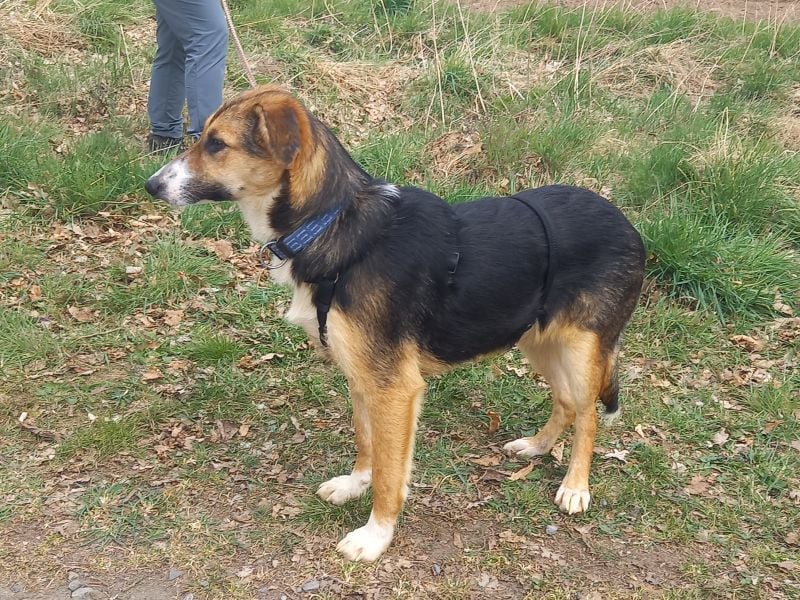 Schäferhund-Collie-Mix Junghündin "Fleur" sucht ein Zuhause