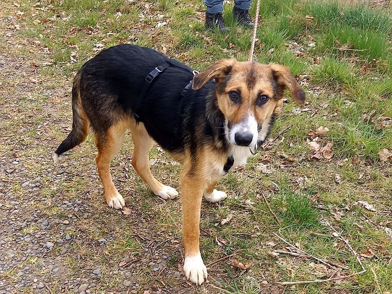 Schäferhund-Collie-Mix Junghündin "Fleur" sucht ein Zuhause