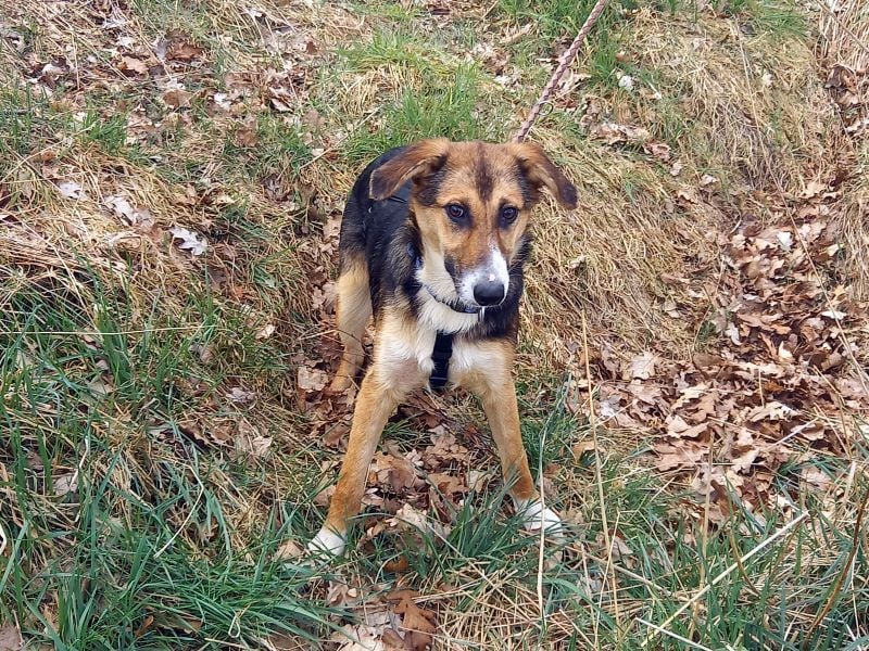 Schäferhund-Collie-Mix Junghündin "Fleur" sucht ein Zuhause
