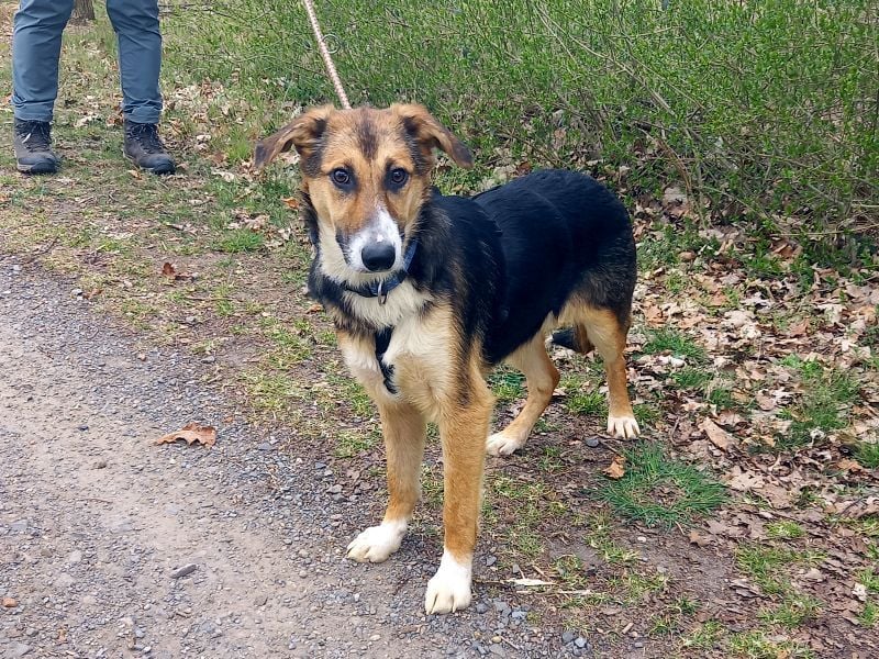 Schäferhund-Collie-Mix Junghündin "Fleur" sucht ein Zuhause