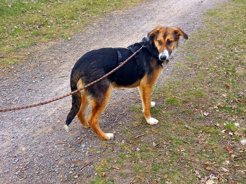 Schäferhund-Collie-Mix Junghündin "Fleur" sucht ein Zuhause