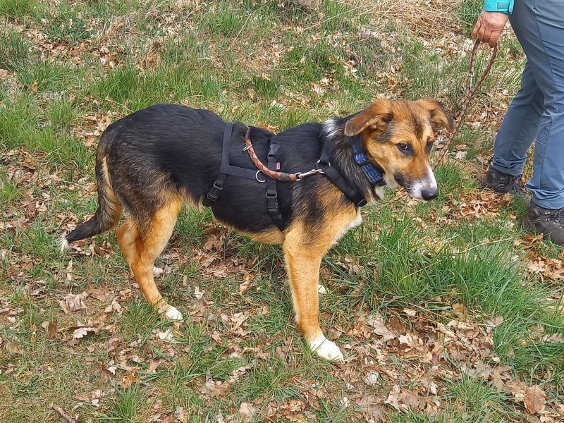 Schäferhund-Collie-Mix Junghündin "Fleur" sucht ein Zuhause