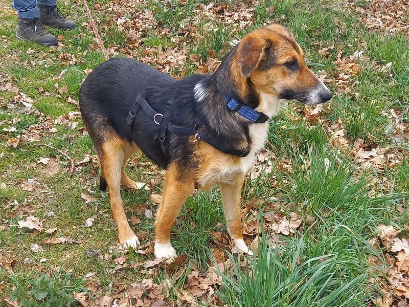 Schäferhund-Collie-Mix Junghündin "Fleur" sucht ein Zuhause