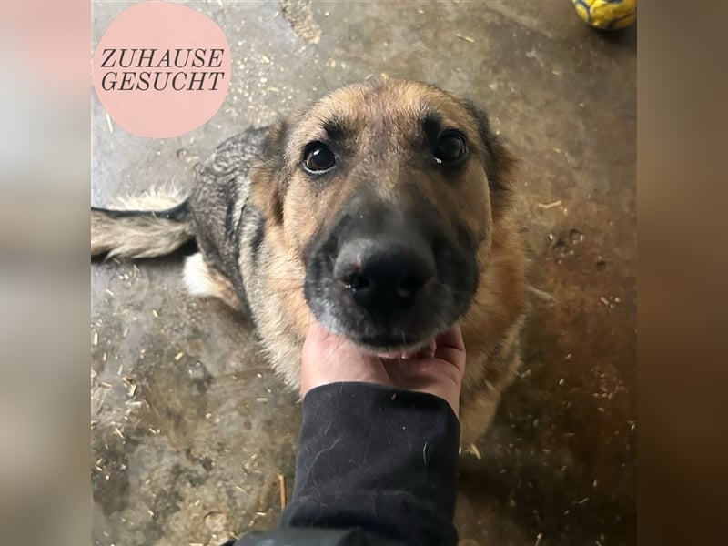 Daisy sucht dringend ein Zuhause ❤️
