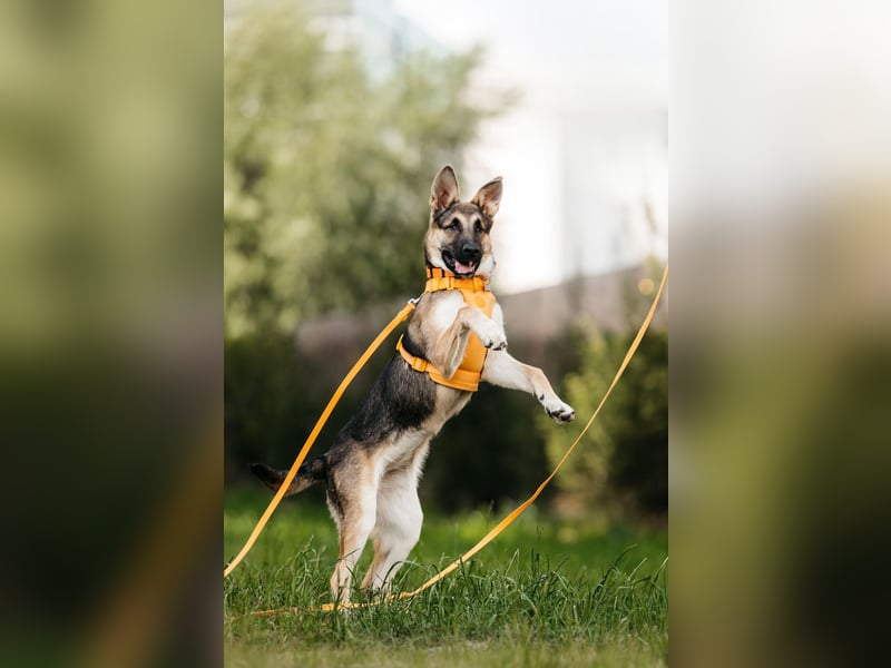Besondere Deya sucht warmes Körbchen