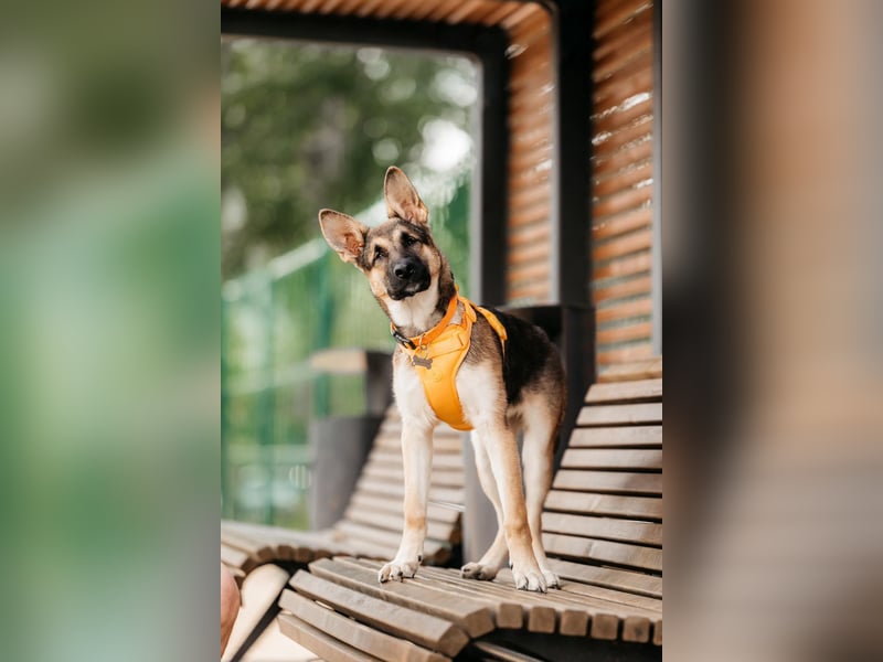 Besondere Deya sucht warmes Körbchen