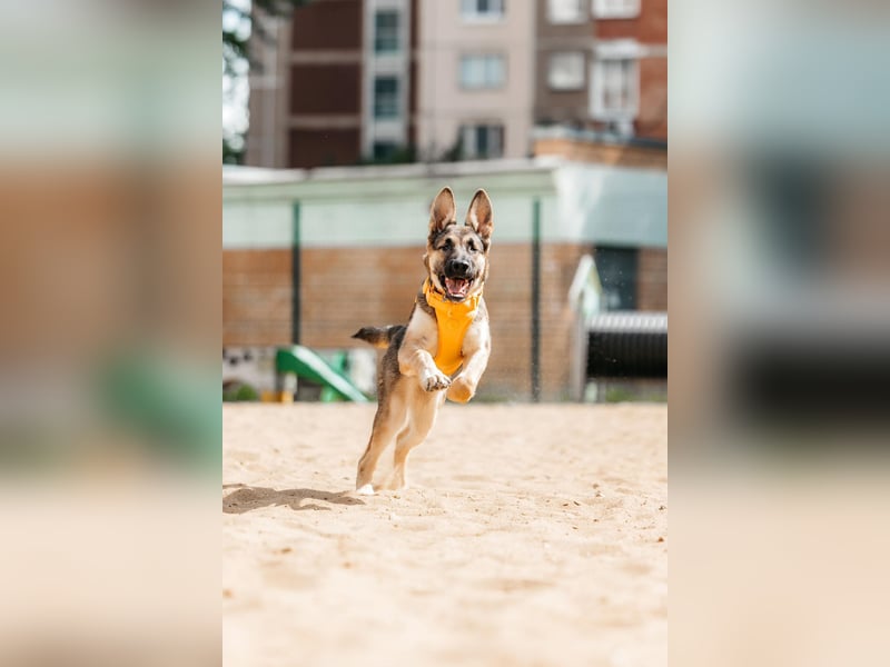 Besondere Deya sucht warmes Körbchen