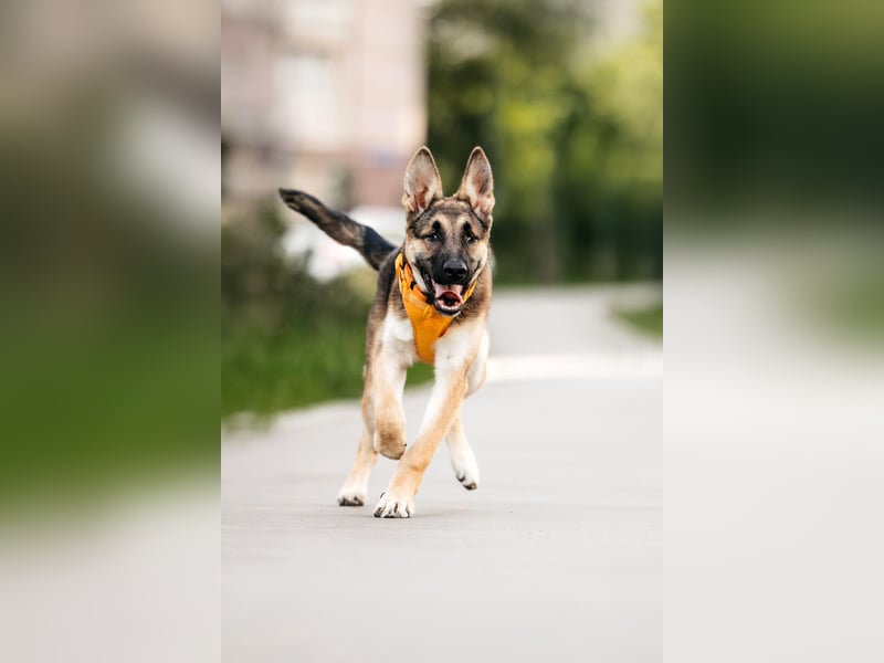 Besondere Deya sucht warmes Körbchen
