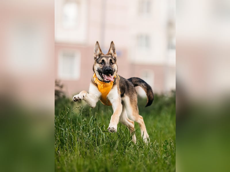 Besondere Deya sucht warmes Körbchen