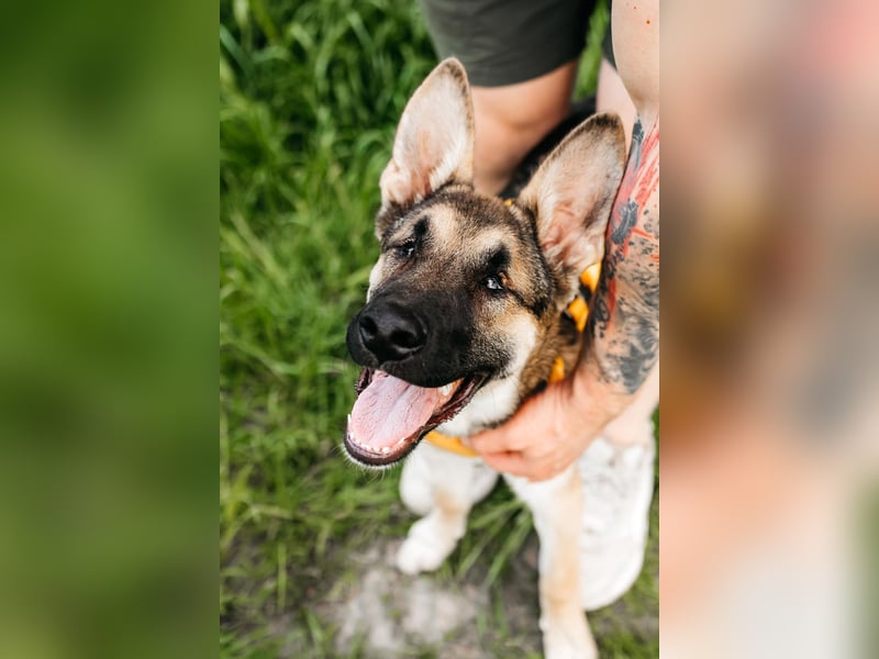 Besondere Deya sucht warmes Körbchen