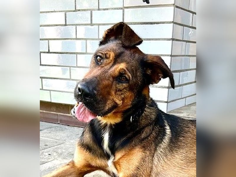 Tolle große Schäfimix QUECA - kastriert