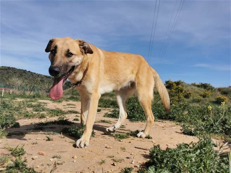 Penny (Spanien) - lieb, fit, loyal