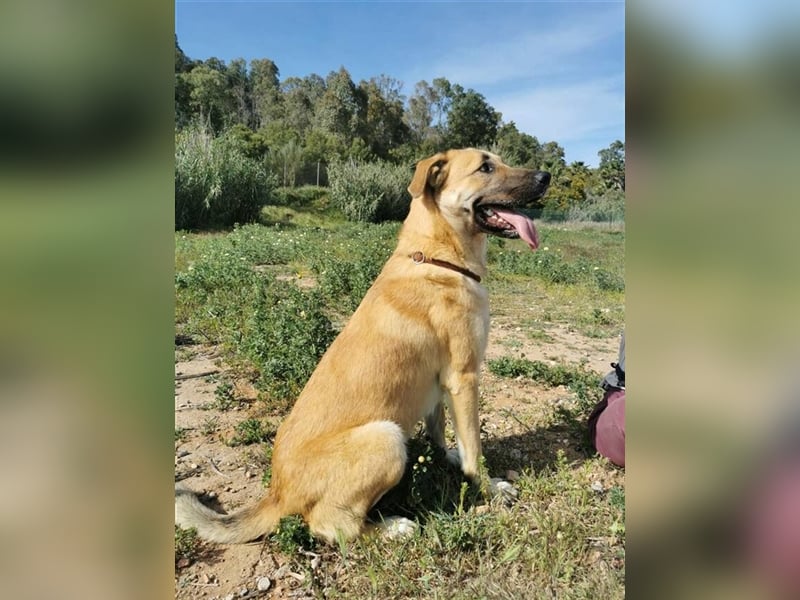 Penny (Spanien) - lieb, fit, loyal