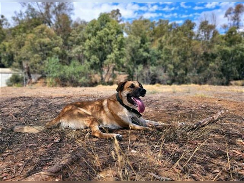 Penny (Spanien) - lieb, fit, loyal
