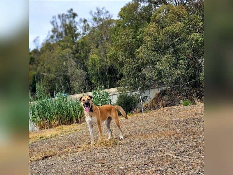 Penny (Spanien) - lieb, fit, loyal