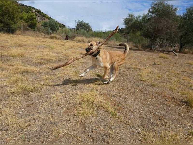 Penny (Spanien) - lieb, fit, loyal