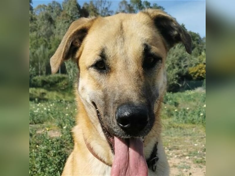 Penny (Spanien) - lieb, fit, loyal