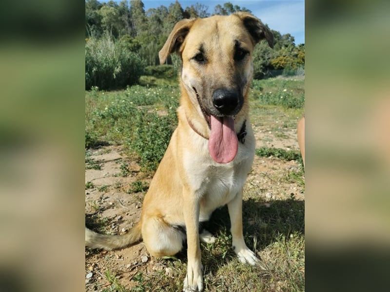 Penny (Spanien) - lieb, fit, loyal