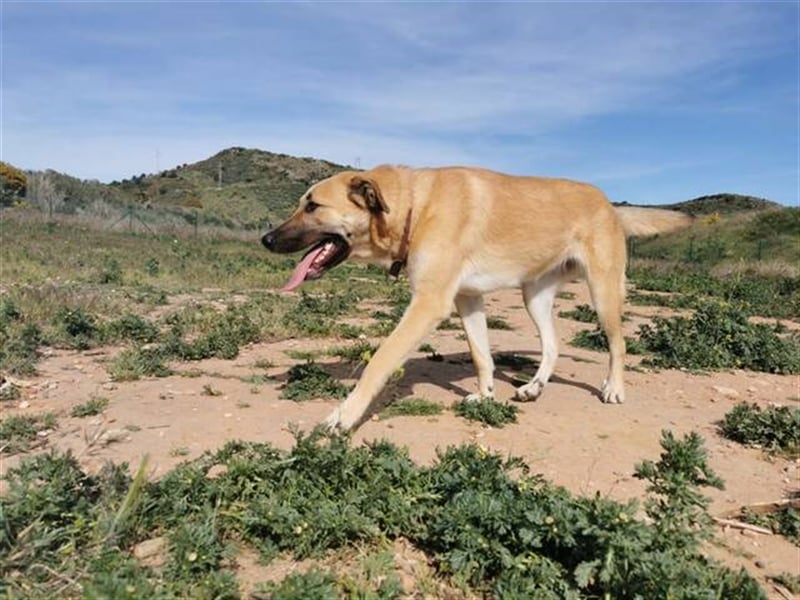 Penny (Spanien) - lieb, fit, loyal