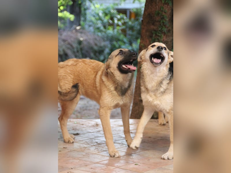 Schäferhund Mix Miley