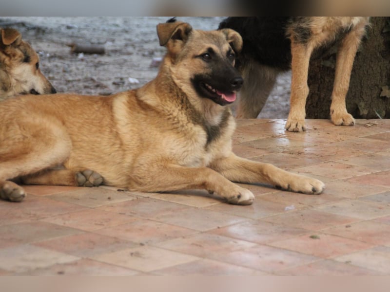Schäferhund Mix Miley