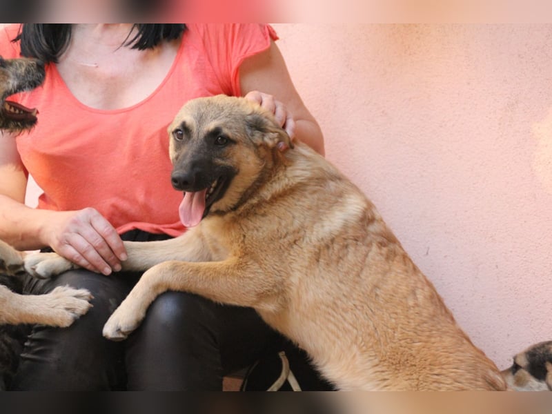 Schäferhund Mix Miley