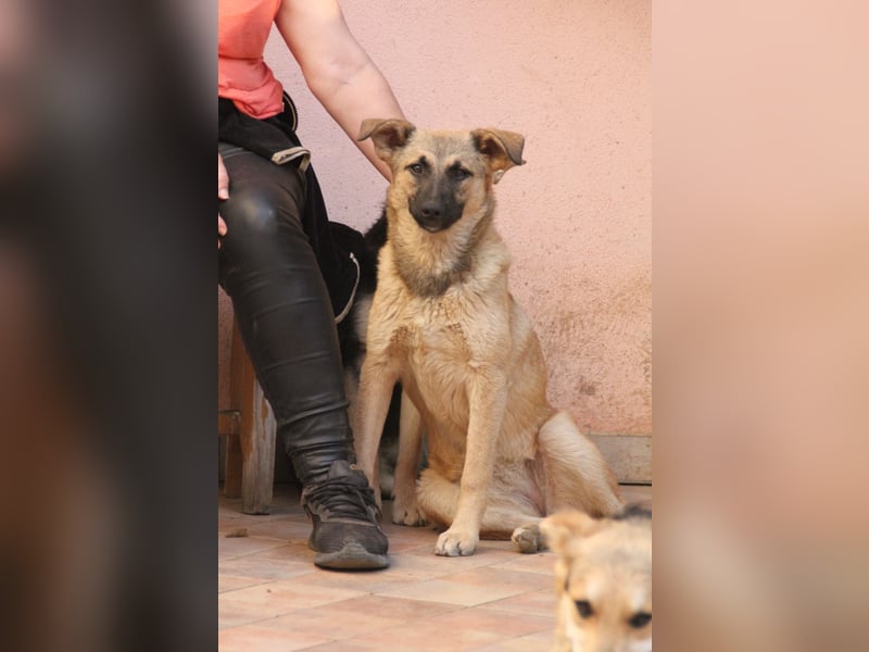 Schäferhund Mix Miley