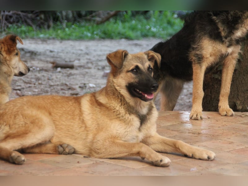 Schäferhund Mix Miley